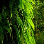 _DSC0246
