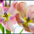 Tulipány